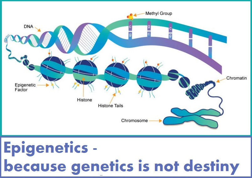 אפיגנטיקה - כי גנטיקה זו לא גזירת גורל