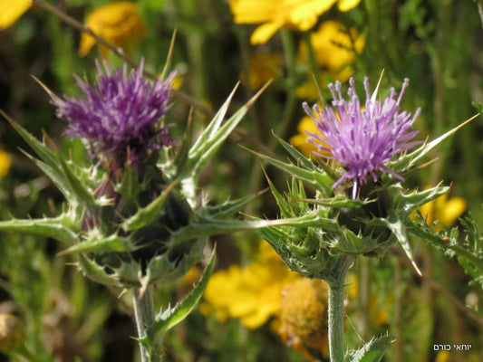 גדילן מצוי - milk thistle