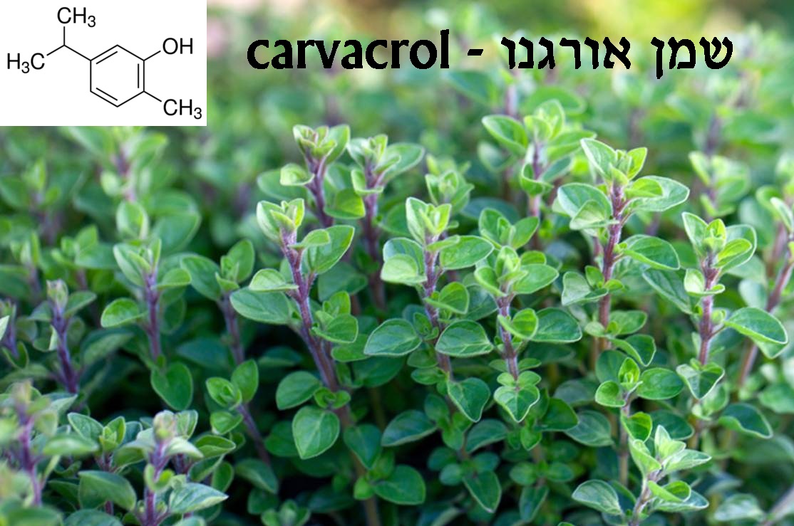 שמן אורגנו - carvacrol