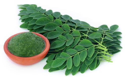 מורינגה - Moringa oleifera