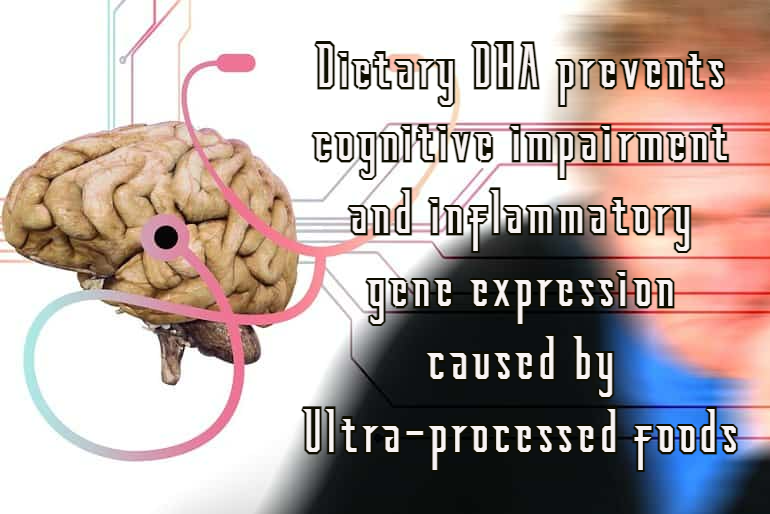 אומגה 3 מסוג DHA מנע נזקים קוגנטיביים עקב צריכה מוגברת של תזונה מעובדת