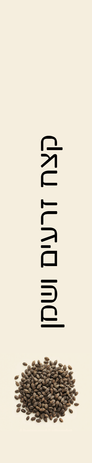 קצח זרעים ושמן